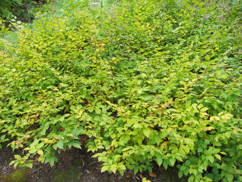 遺伝保存林の更新発生状況