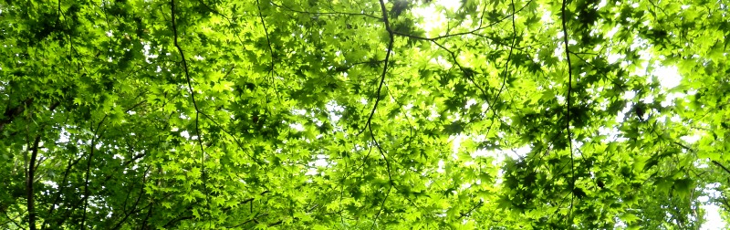 利根別自然休養林