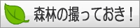森の撮っておき！