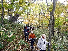 森の中の遊歩道ウォーキング中