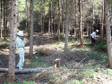 カラマツの間伐の様子です