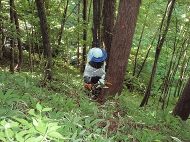 輪尺でカラマツの太さを測っているところです