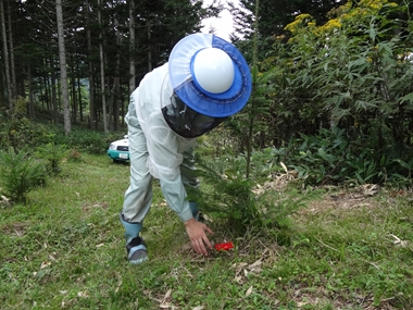 野鼠捕獲用のトラップ設置の様子です