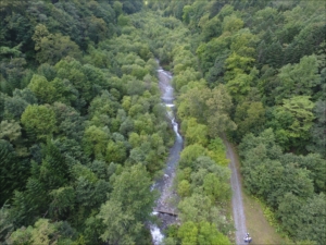 平成３０年の様子　土石流により乱された河川はダム群により安定し渓畔林が形成