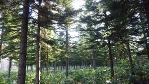 枝打ちが施された36年生アカエゾマツ造林地