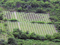 月と太陽が浮かび上がるような植栽が施されています。