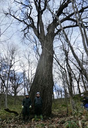 センノキの巨木を見学