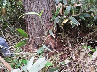 野ネズミの被害