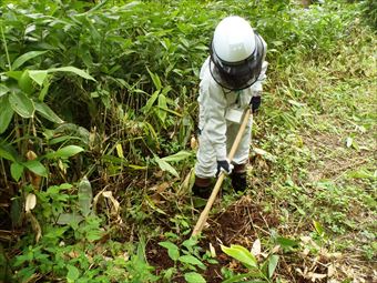 野ネズミ捕獲の罠を仕掛ける準備作業