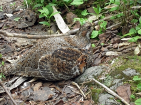 エゾライチョウ