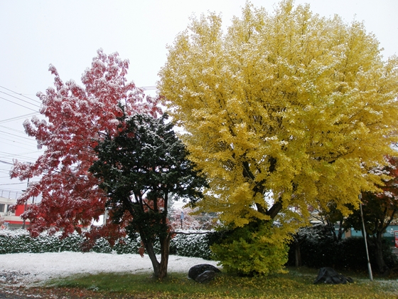 イチョウとナナカマドの紅葉（晩秋）