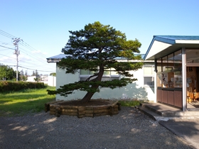 完成した花壇