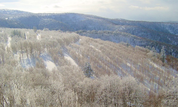 上紋峠から望む雪景色のカンバ一斉林