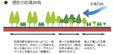 現在の防風林例