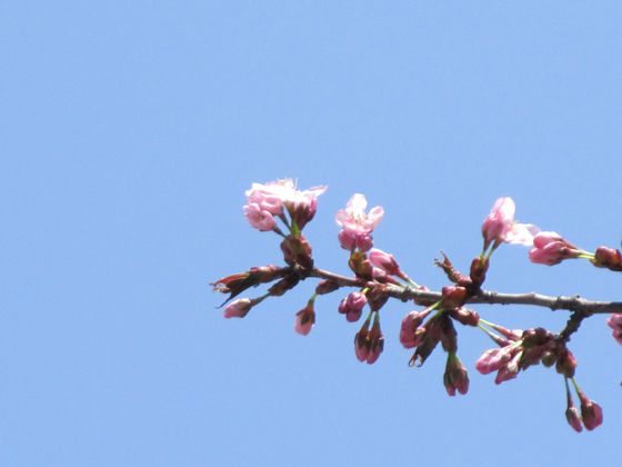 庁舎前の桜ですが、4月30日に開花しました