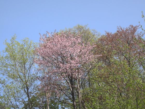 知床森林センター周辺の桜