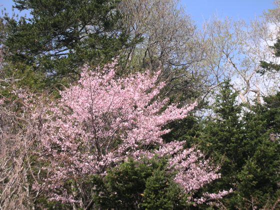 知床峠に向かう途中の桜
