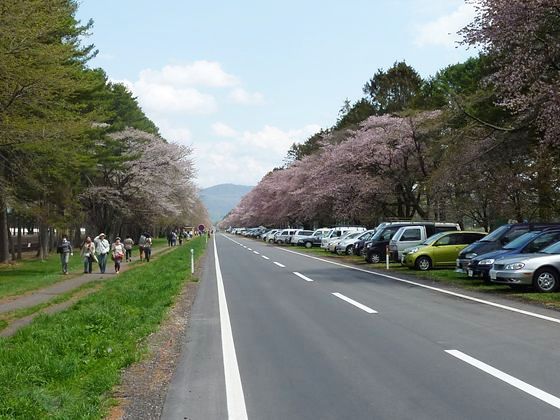 二十間道路桜並木