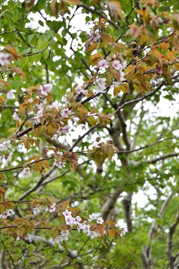 羅臼湖線歩道の桜
