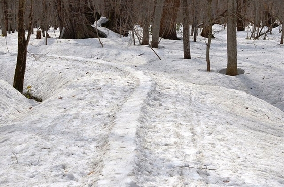歩道には畝（うね）のような、土塁のような感じに雪が残っています