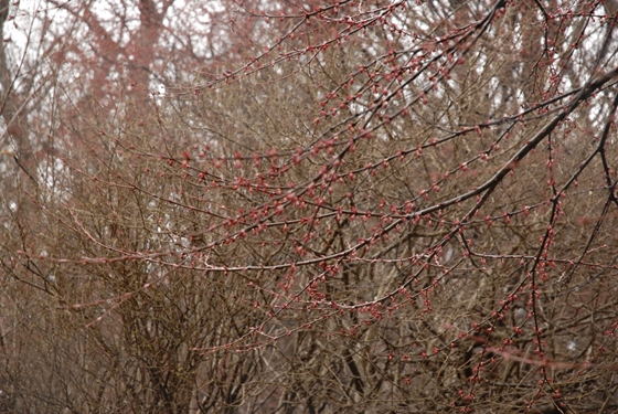 近くにいくと真っ赤な木の芽のようなものが枝に対になって付いているのがわかりました