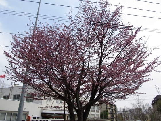 石狩森林管理署の桜も開花しました
