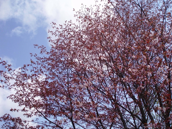二海八雲町黒岩地区の桜