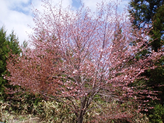 二海八雲町黒岩地区の桜