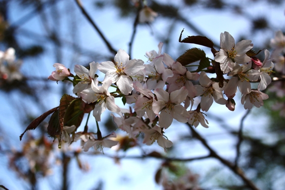 根釧西部森林管理署敷地内の桜