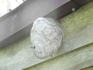 蜂たちが無断で、森林事務所屋根の軒先にお家を構えていました。（今は空き家になっているみたいです。）