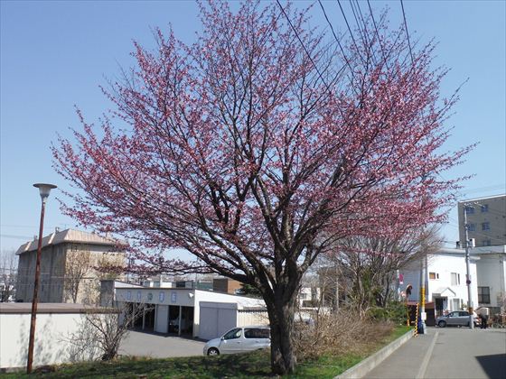 石狩署の桜