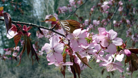 桜ズームアップ