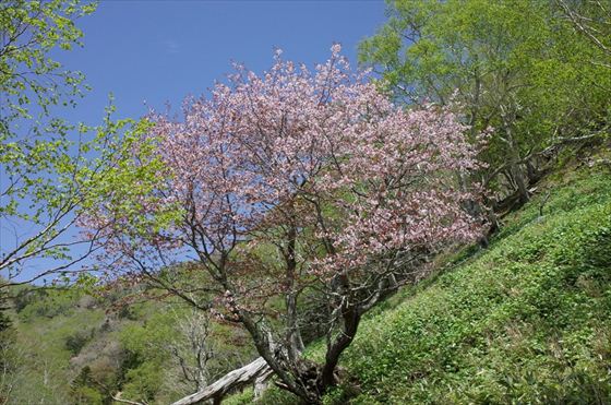 羅臼相泊の桜