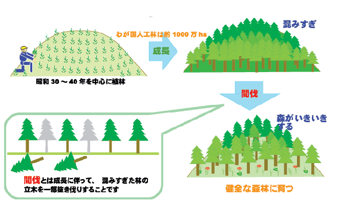 間伐とは 林野庁