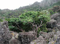 自生するオガサワラグワ