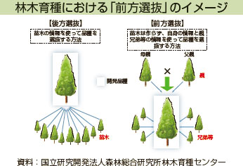 林木育種における「前方選抜」のイメージ