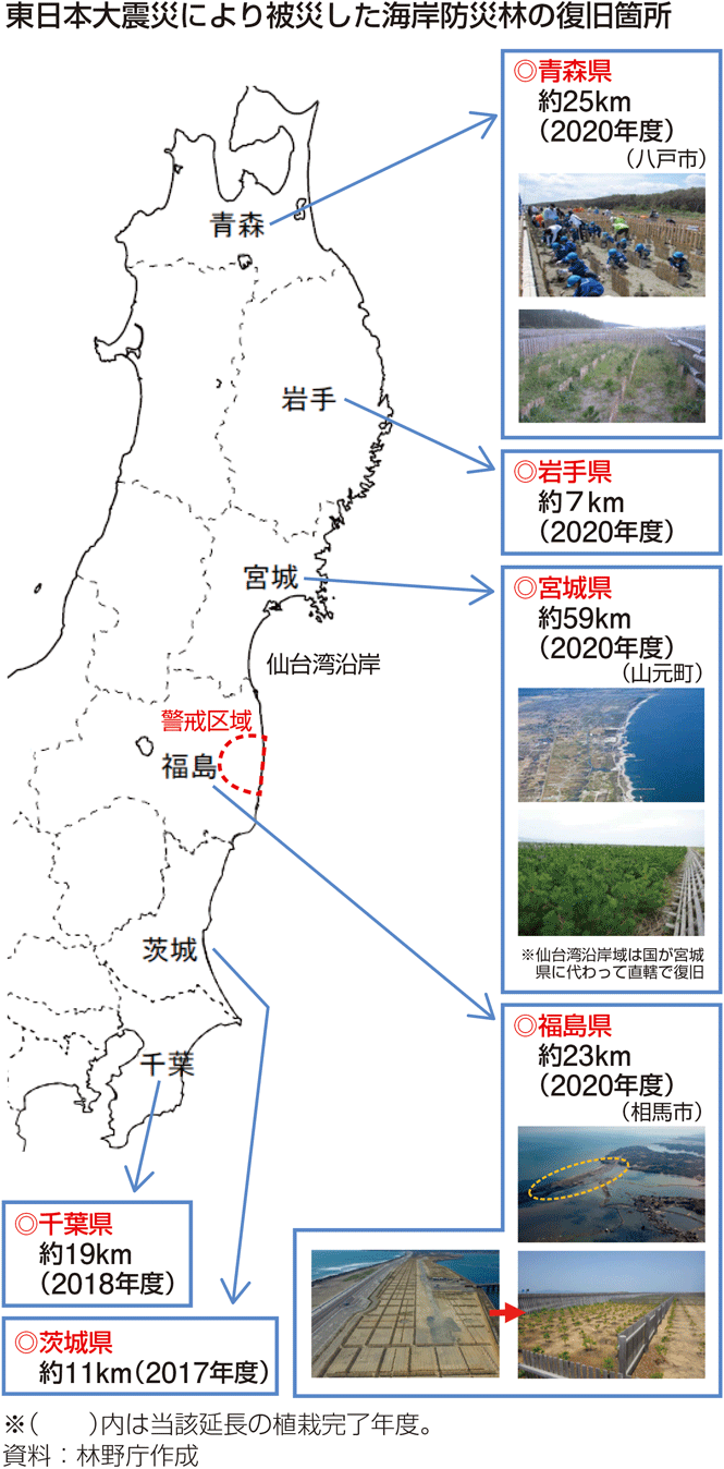 東日本大震災により被災した海岸防災林の復旧箇所