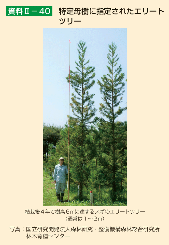 資料2-40 特定母樹に指定されたエリートツリー