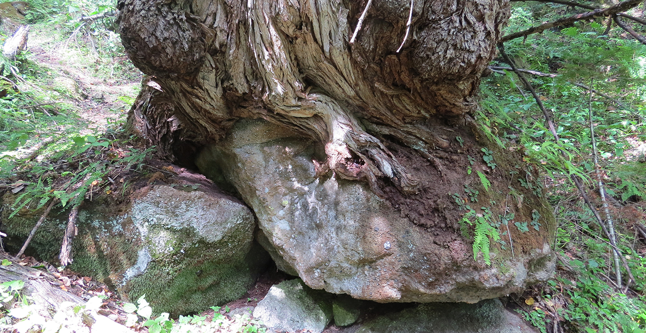 岩を抱くカツラの根
