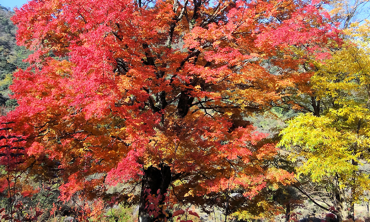 紅葉する大木