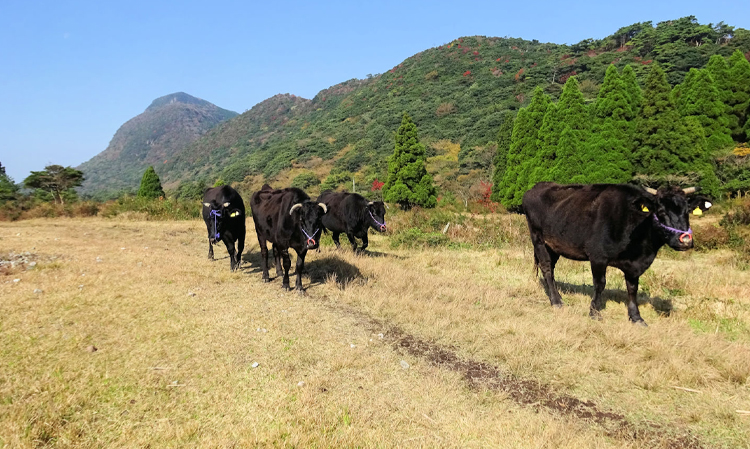 田代原草原と放牧牛