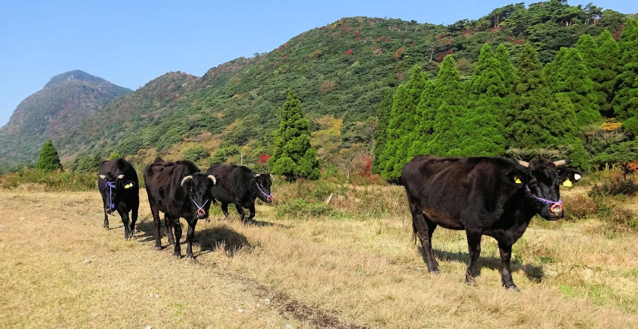 田代原草原と放牧牛