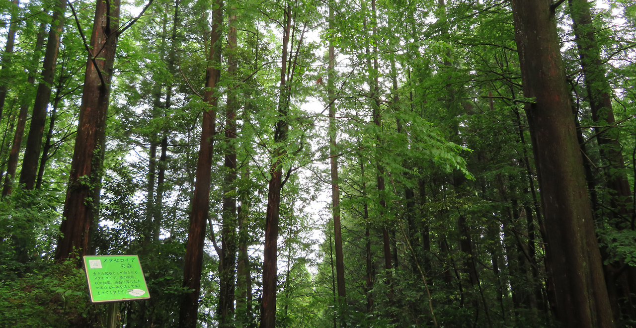 新緑の香り漂うメタセコイヤの森