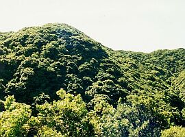 常緑広葉樹写真
