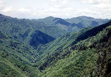 人工林遠景