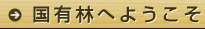 国有林へようこそ