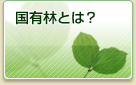 国有林とは？