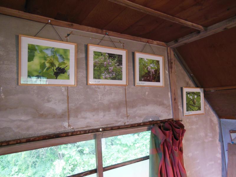 たくみ小屋での季節の動植物の写真の展示