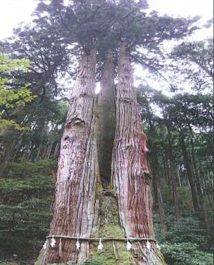 三本杉