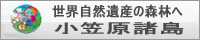 世界自然遺産の森林へ小笠原諸島